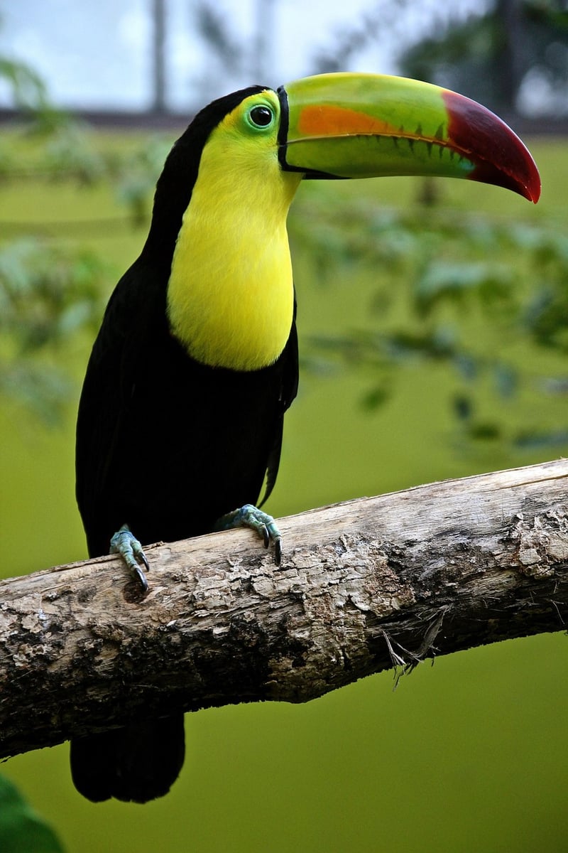 Amazon Rainforest
