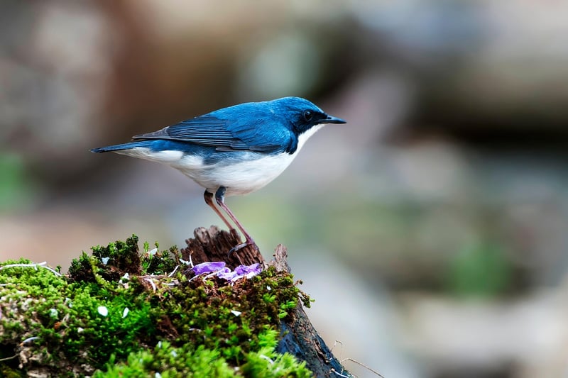 Colorful bird in the jungle